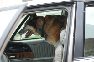 Dog in car
